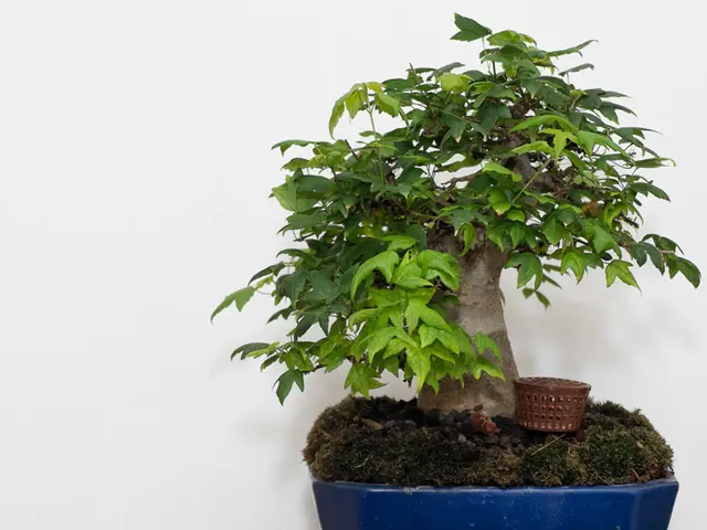 Bonsai Trees and Climate: Selecting Species Based on Temperature Requirements